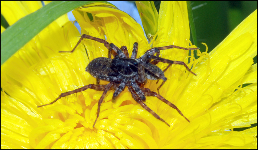 Accoppiamento Pardosa sp.